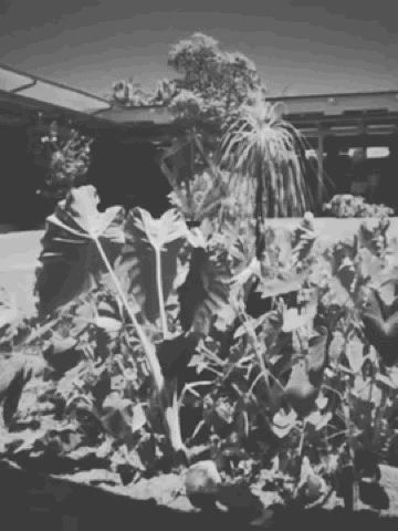 plants waving in the breeze of the library couryard
